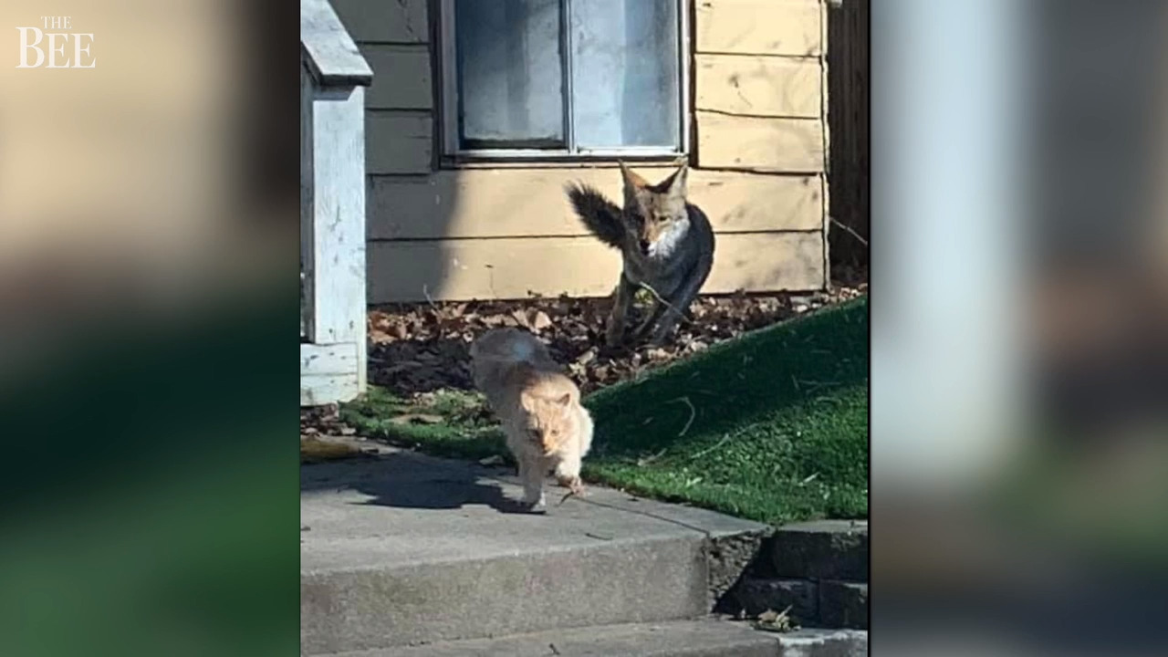 People keep finding mutilated cats in Sacramento. What’s likely to blame for the killings