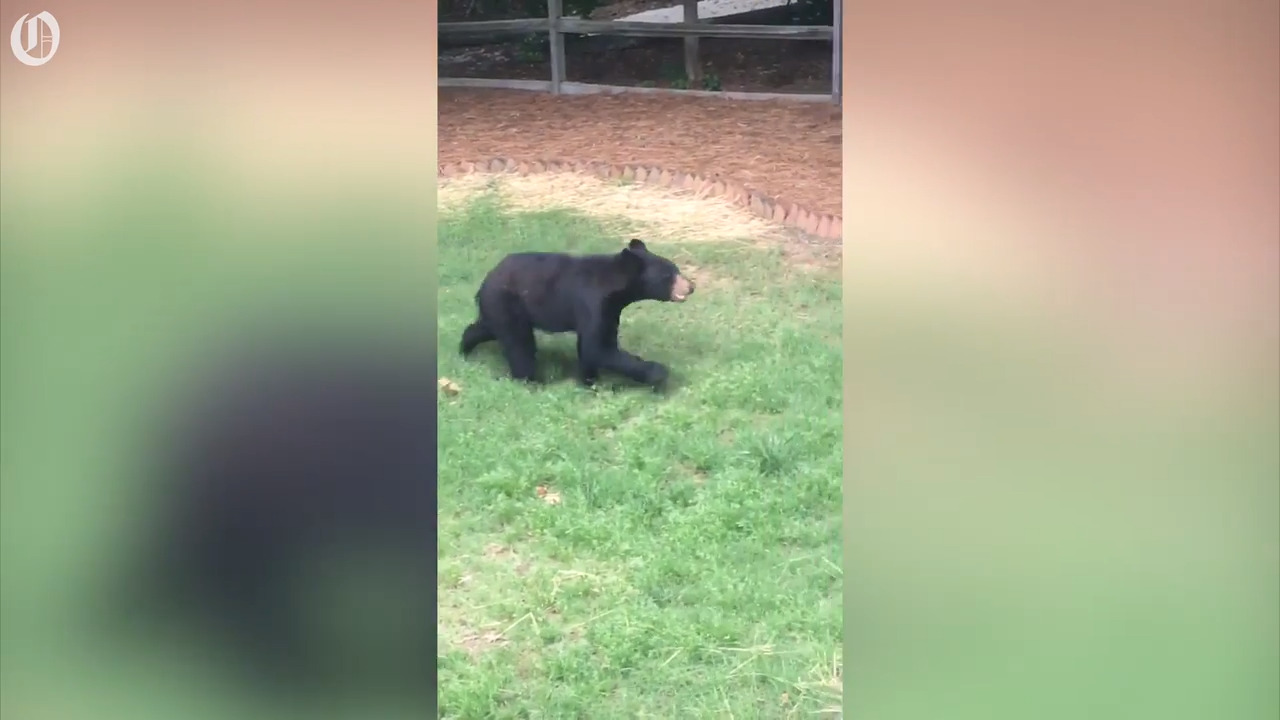 Be on the lookout, Garner — there’s a bear roaming around town