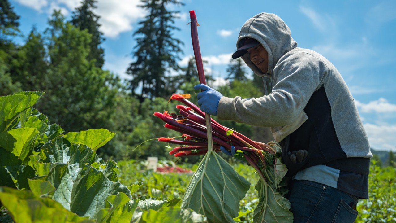 After a two-year hiatus, the Rhubarb Days Festival is returning to Sumner this month