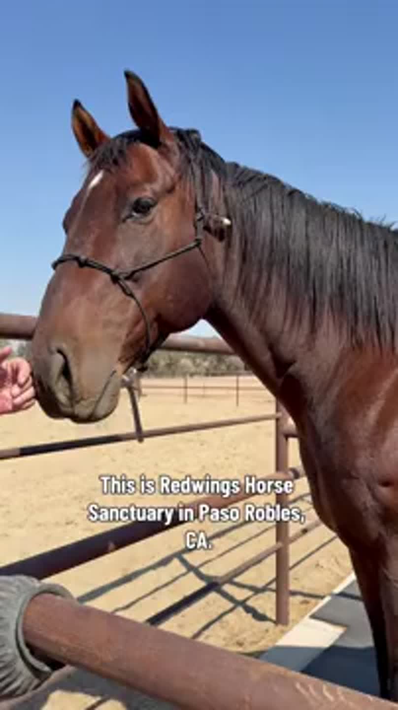 Redwings Horse Sanctuary celebrates 35 years of horse rescue