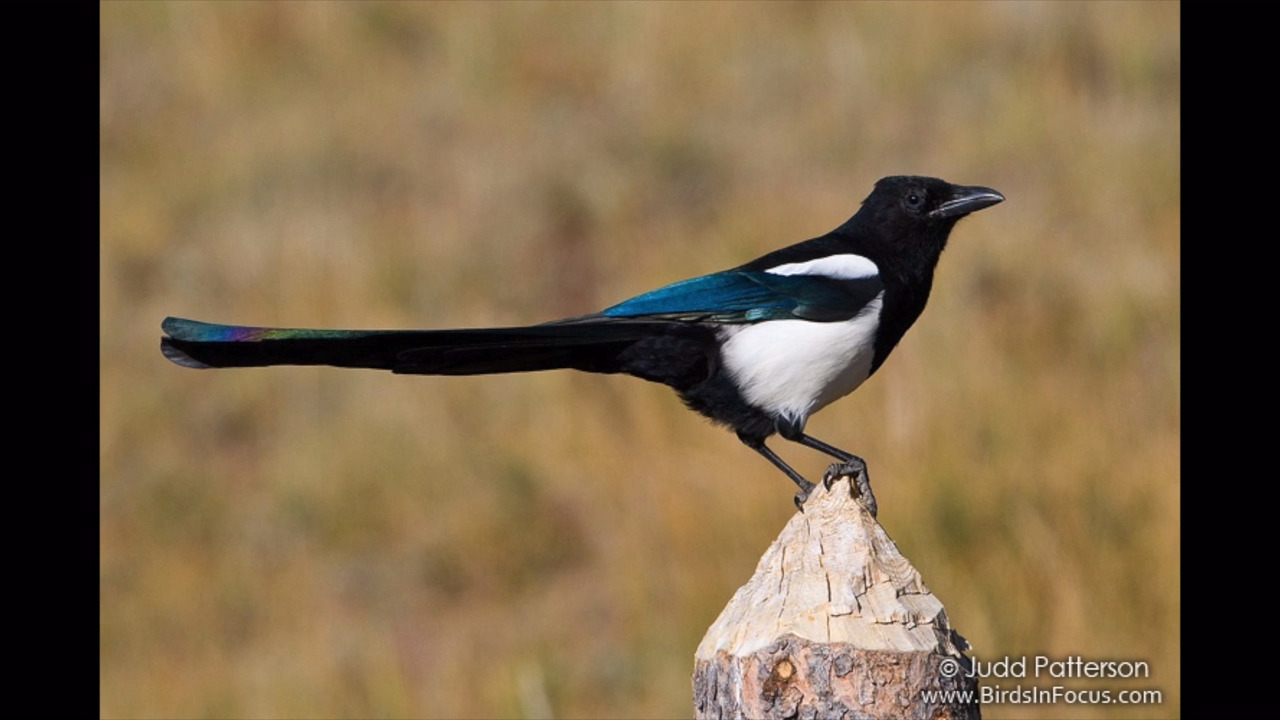 We don’t know how many bird species we’ve lost. Here’s how you can help.
