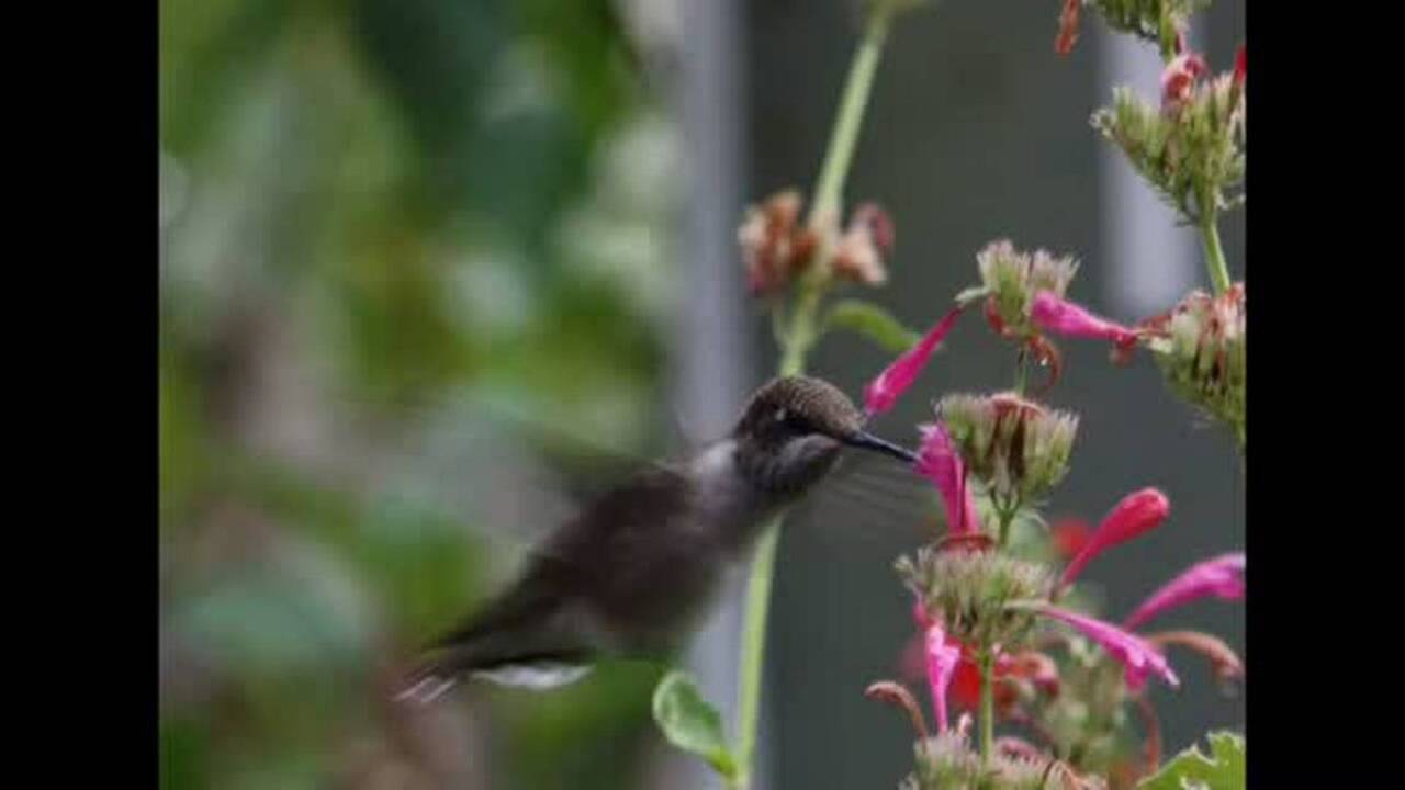 Dig In video series: 5 perennials that hummingbirds can’t resist