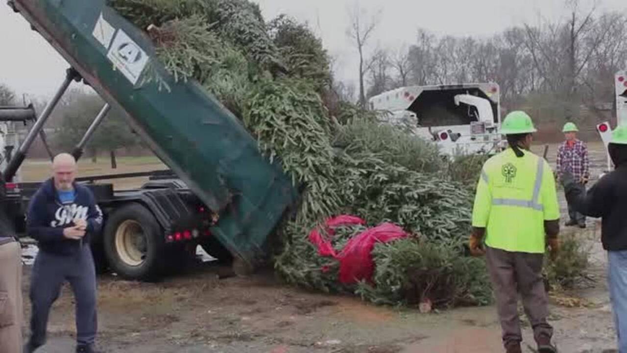 Free cherry trees for the taking; annual Christmas tree ‘chipper’ location changes