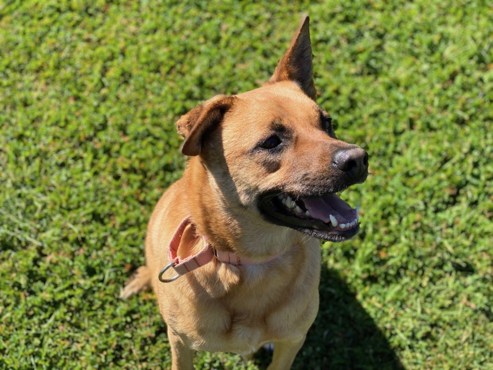 Sandy the German shepherd mix is sweet, smart and looking for a forever home
