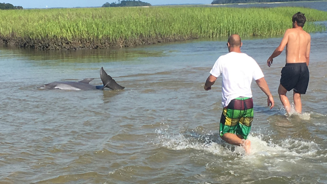 Watch as Beaufort County boaters free a stranded dolphin