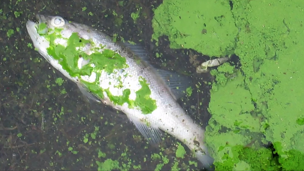 Learn how scientists predict the spread of toxic algae blooms