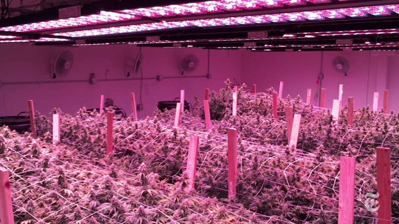 Washington state producer experiments with growing cannabis sustainably