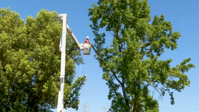 See how Modesto crew cares for city trees