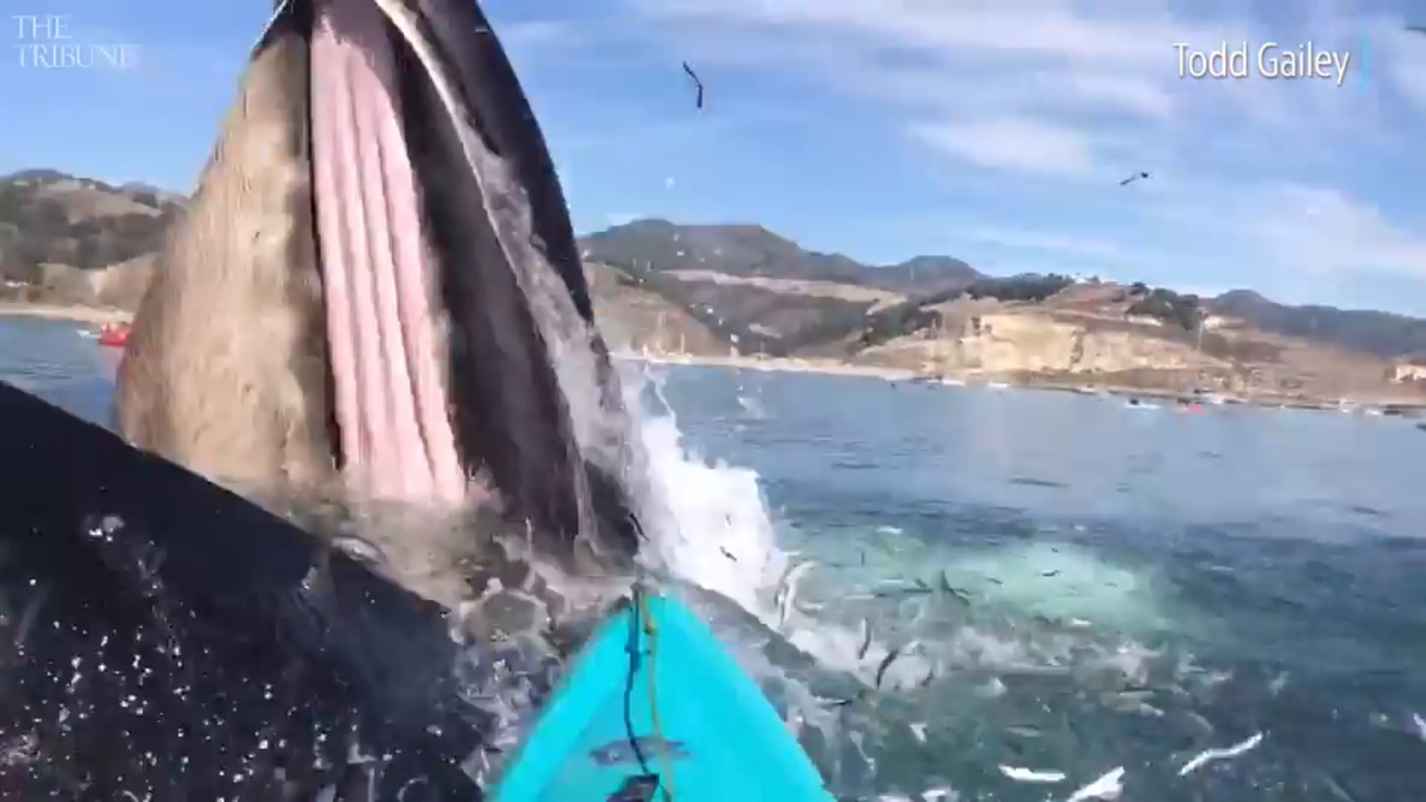 Watch humpback whales feed off Avila Beach. Here’s how to see them safely from the water