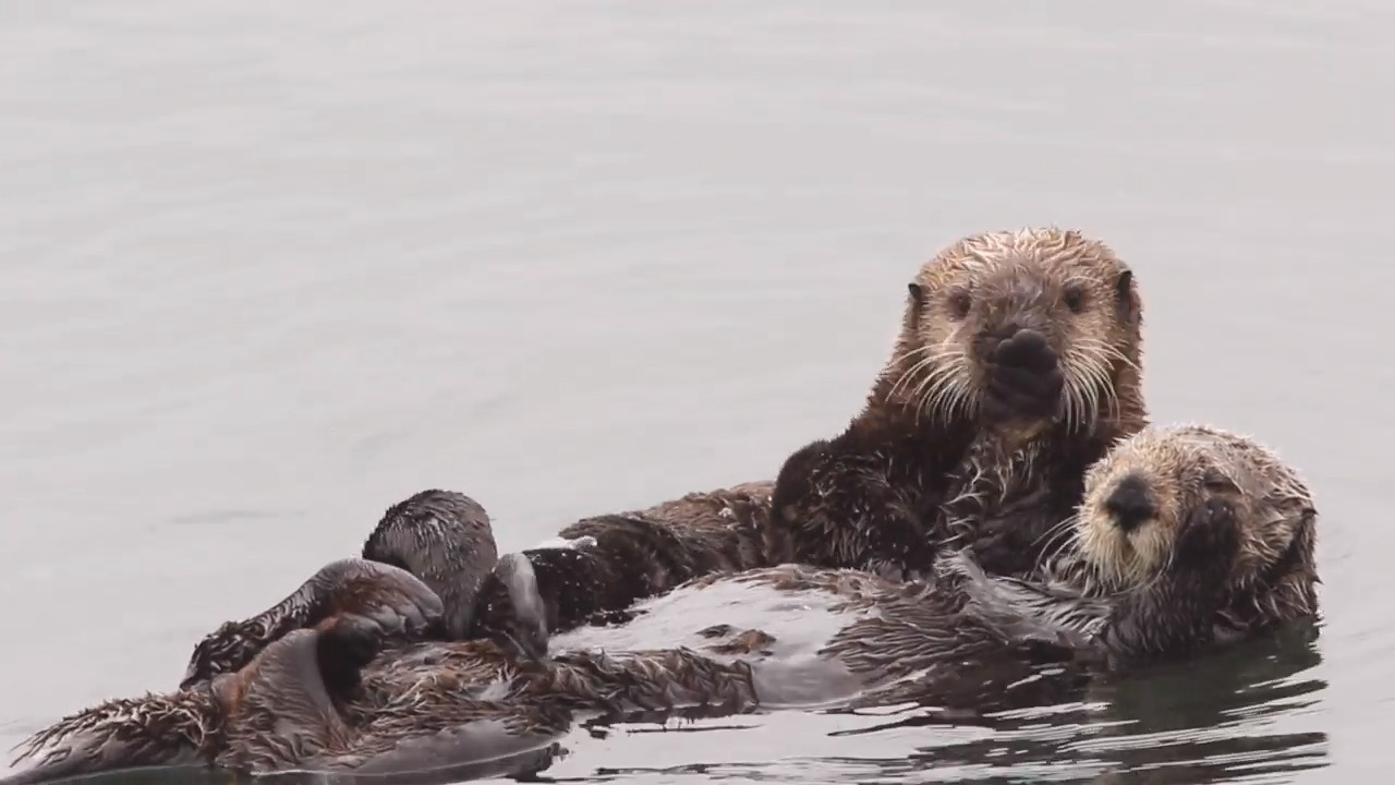 Sea otters have made a dramatic recovery — but now sharks are putting them in danger