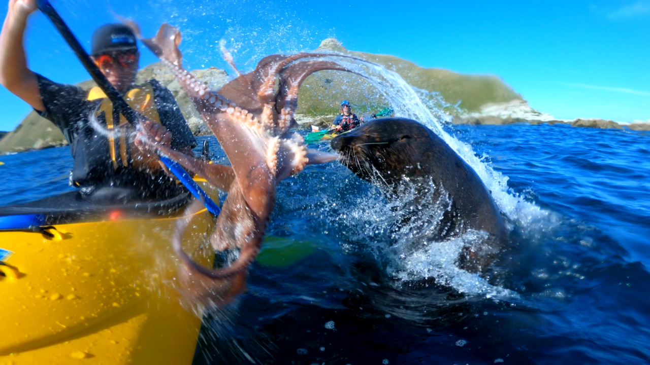 Seal slaps kayaker with octopus