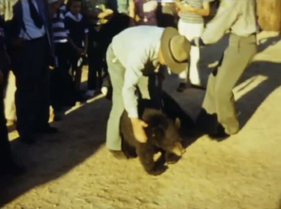 Bears walking the grounds and other attractions at 1941 state fair