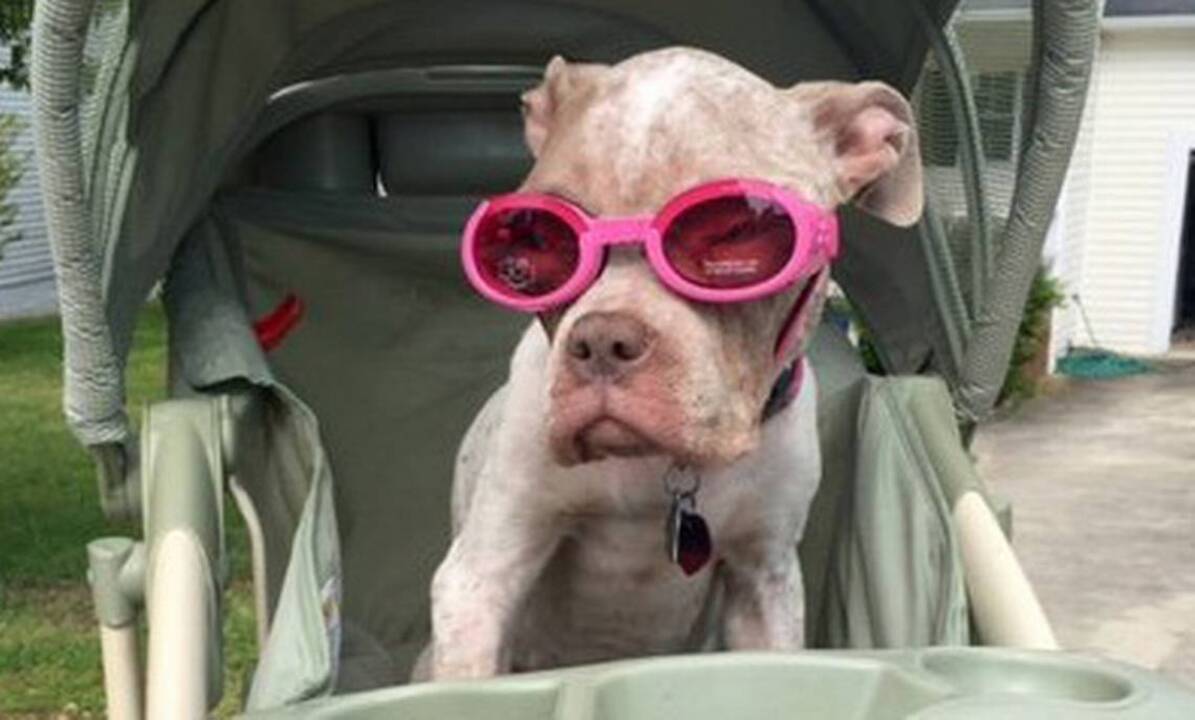 Pearl the bulldog survives rare disease
