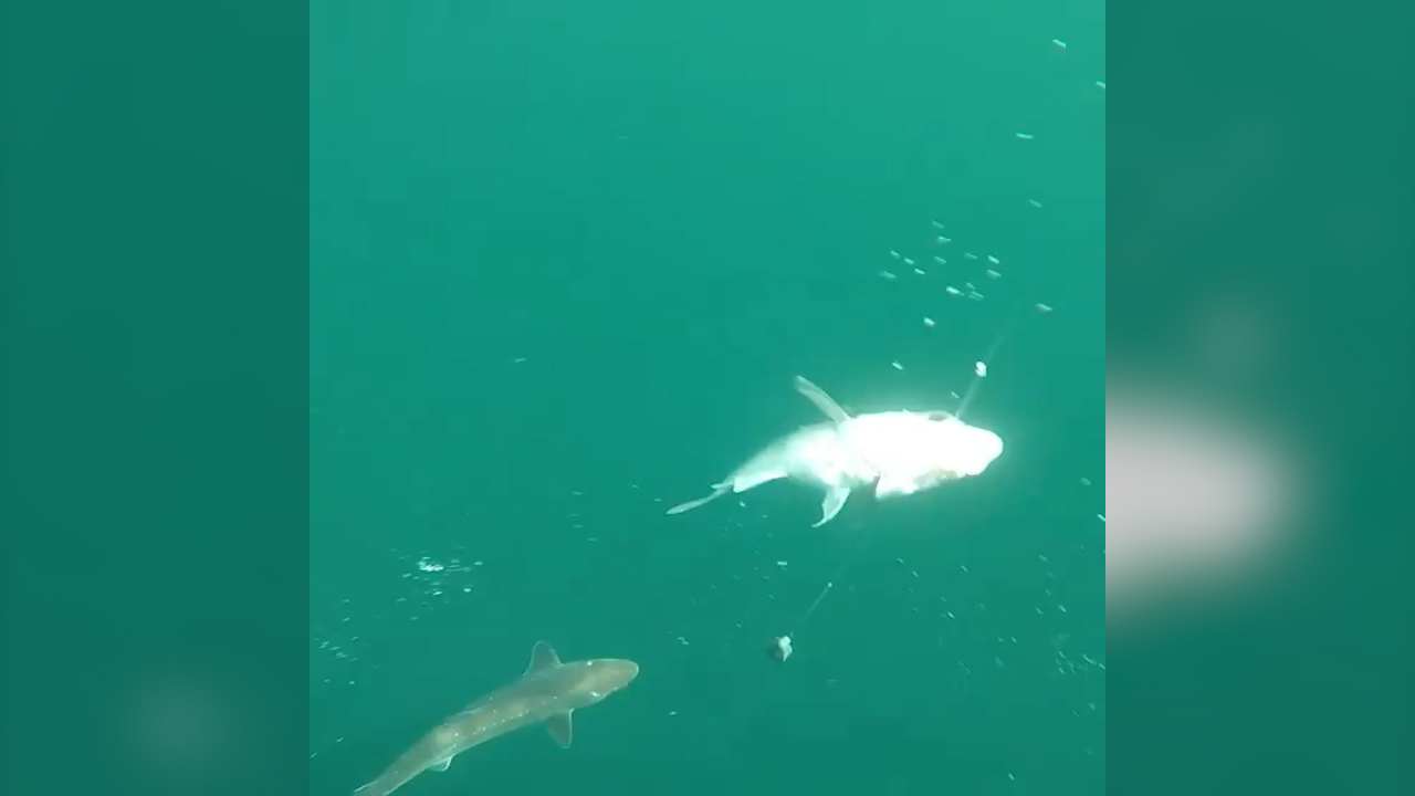 Shark shreds scientists’ tackle