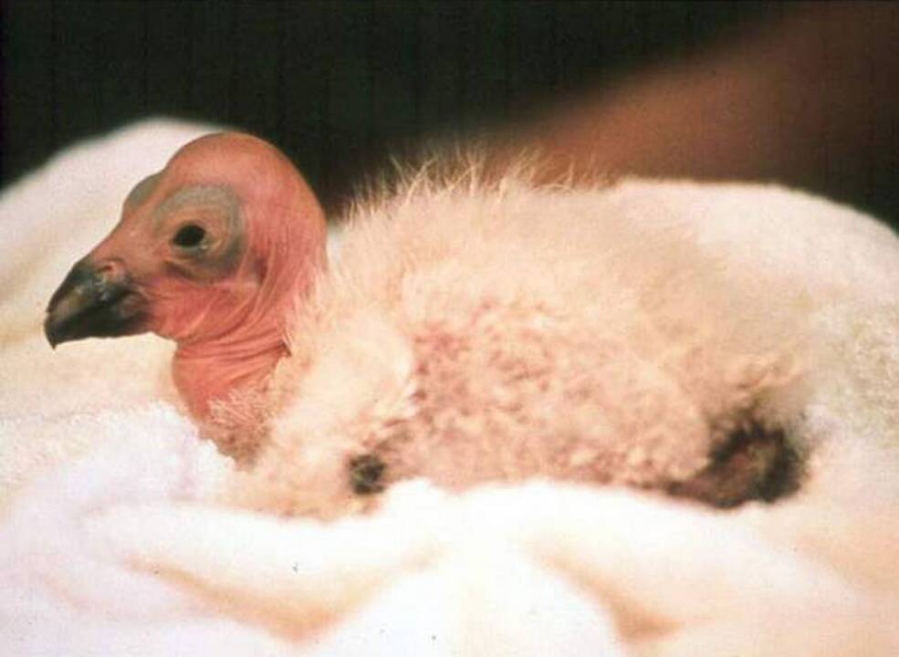 A fluffball with wings: Watch this 42-hour-old California condor, born in Boise