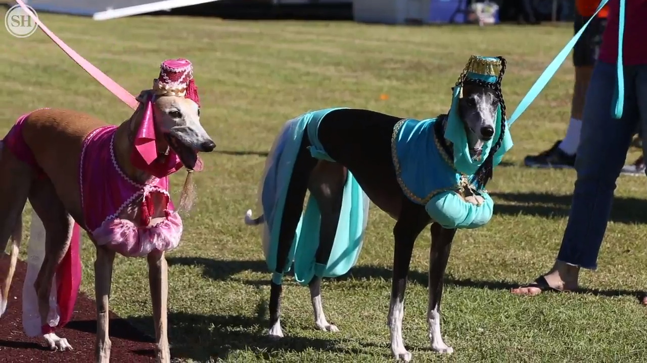 Humane Society of South Mississippi Barktoberfest Halloween costume contest