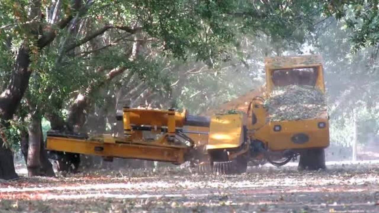 An intense process: The California almond’s journey from orchard to grocery shelf
