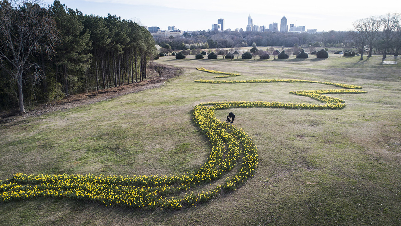 Daffodils don’t last. Here’s how long you can see them in Raleigh’s Dix Park.