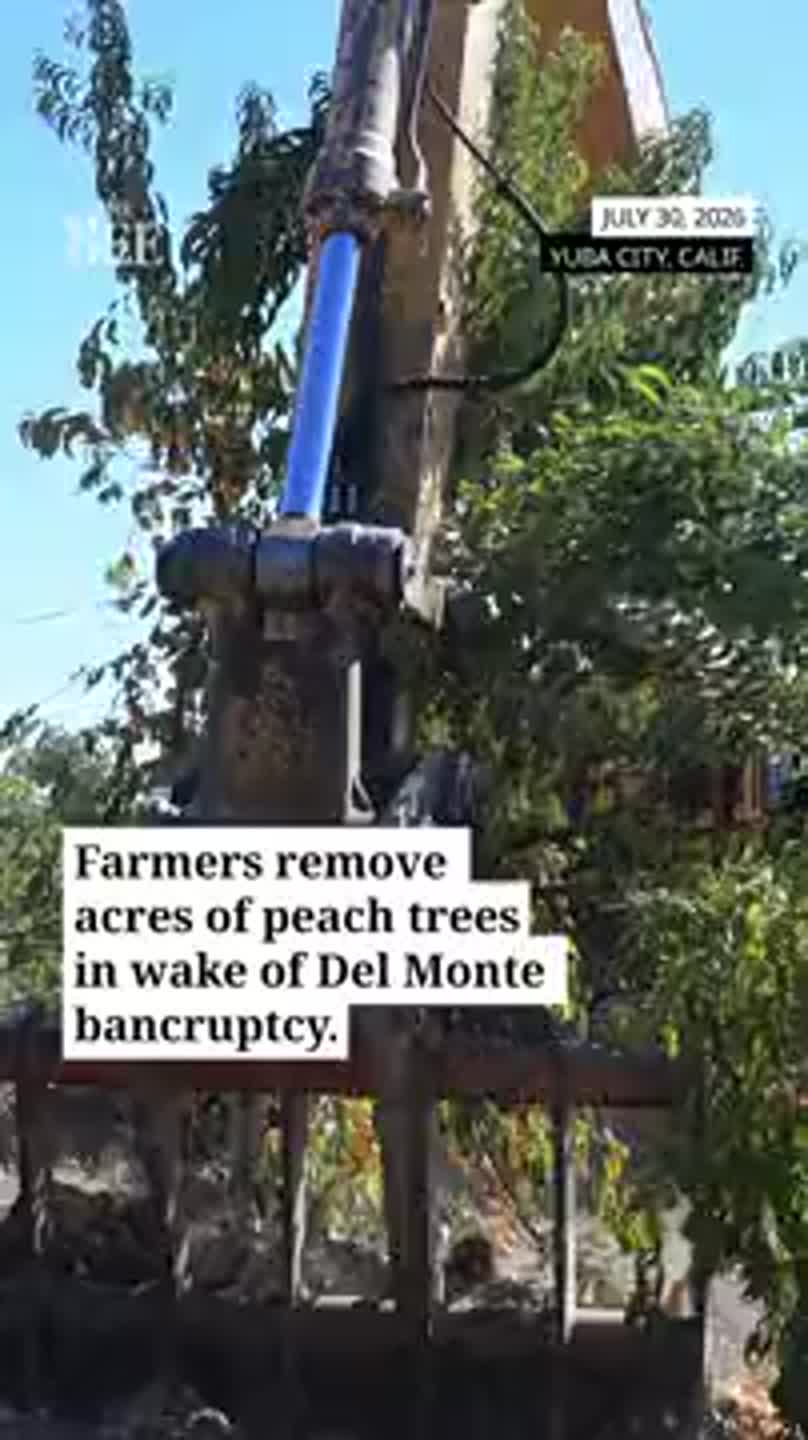 Watch peach trees be removed after Del Monte bankruptcy