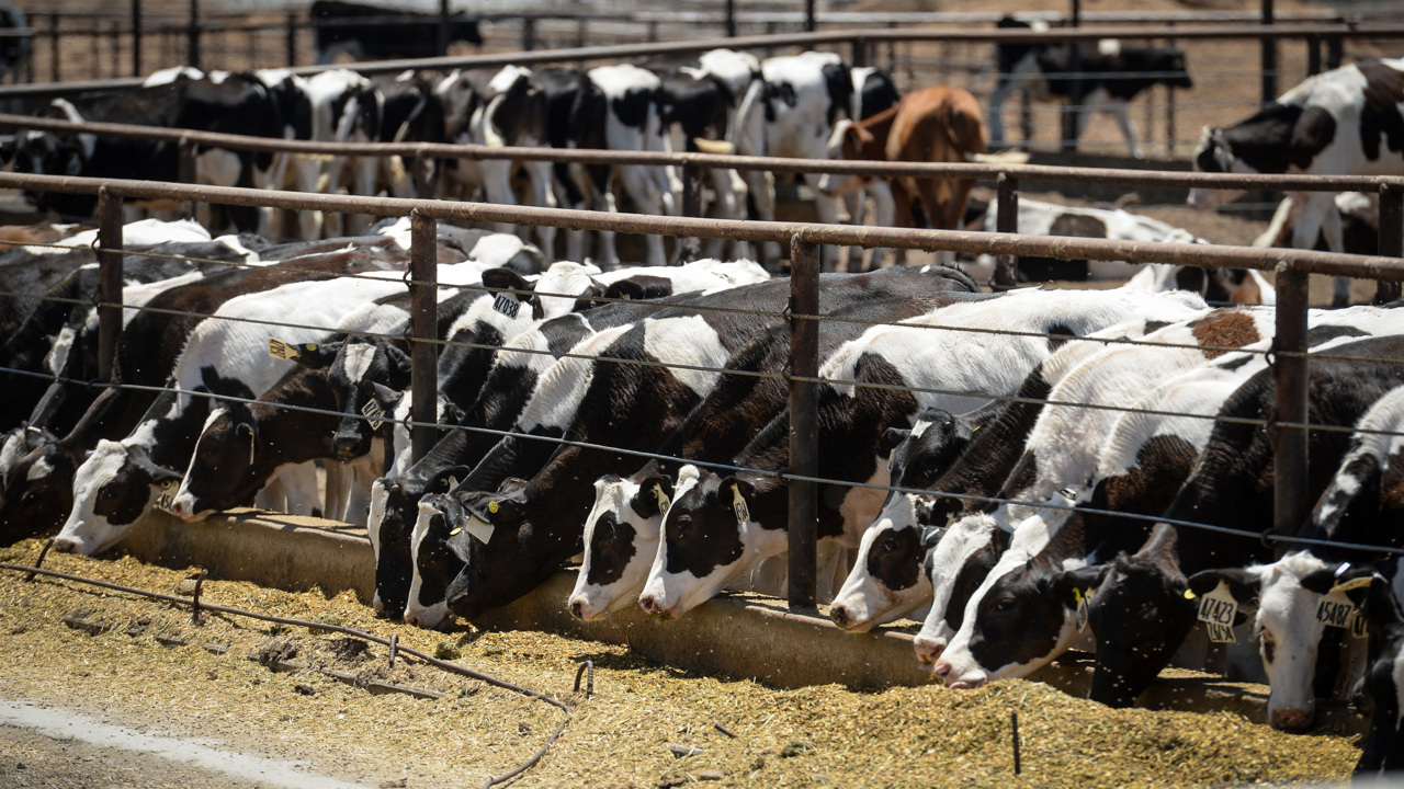 GOP dairyman’s family farm held responsible for California farmworker’s amputation