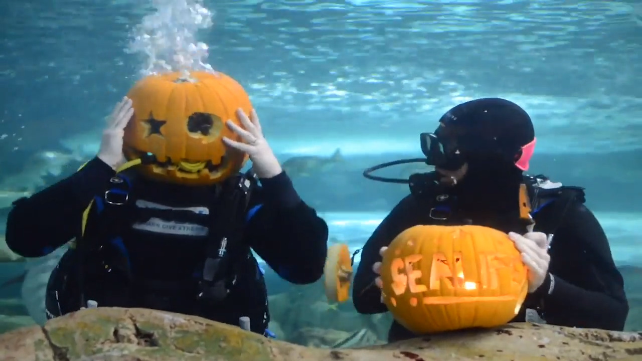 Divers carve pumpkins in Sea Life Sydney Aquarium