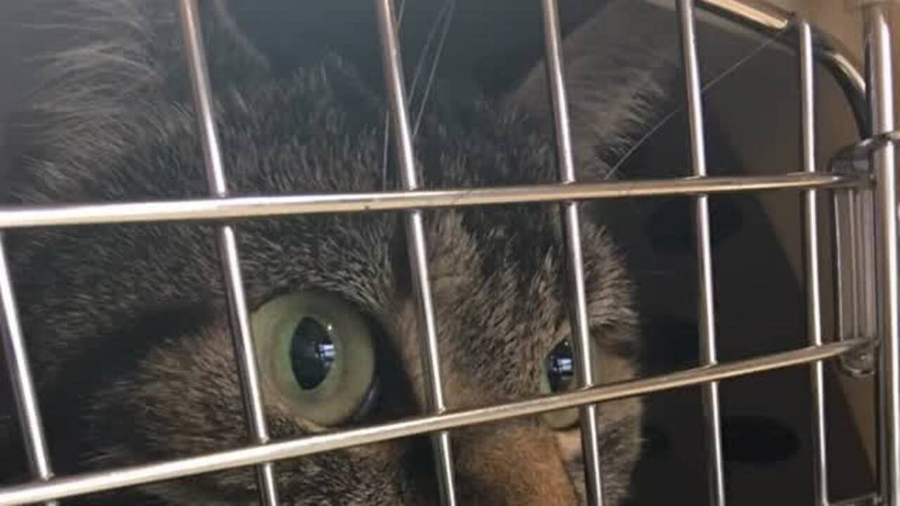 Ninja, leaving on a jet plane