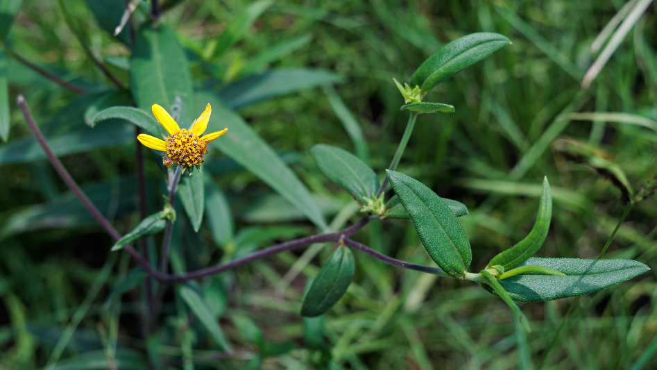York SC parks worker saves native endangered sunflowers