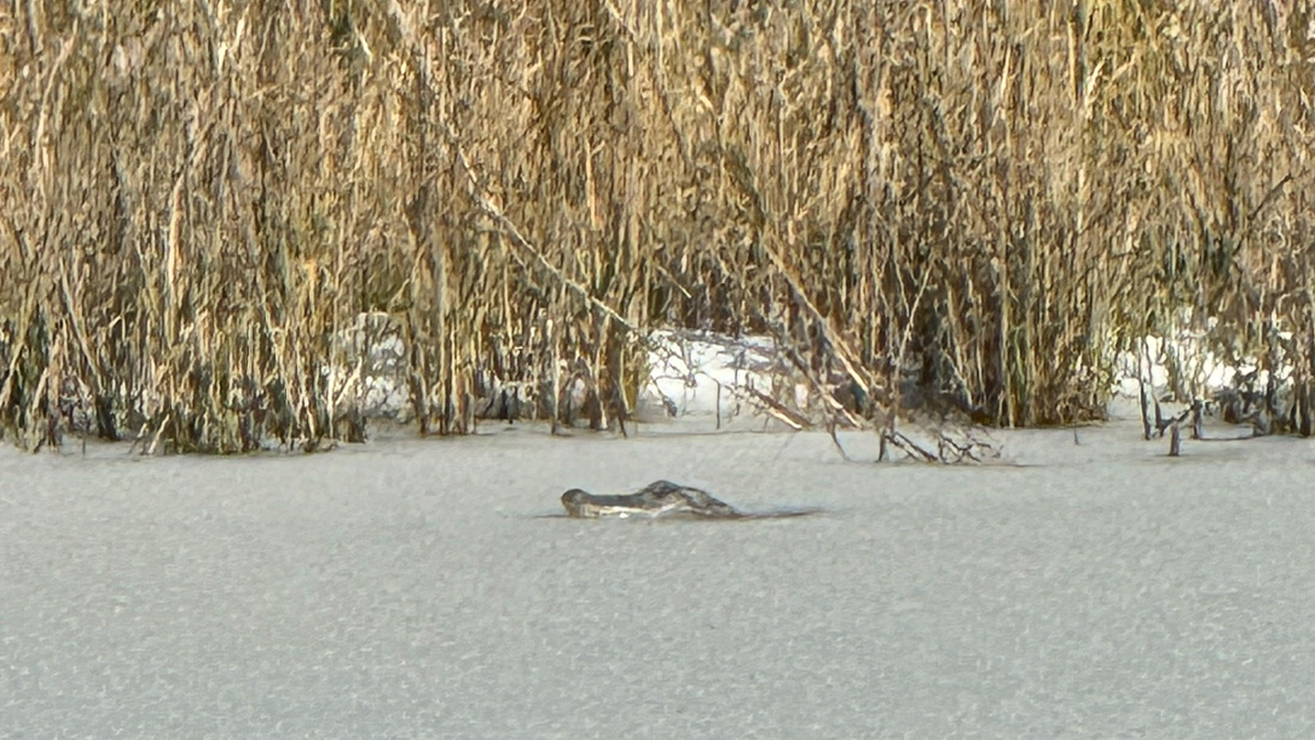 After Winter Storm Enzo, cellphone video shows alligator in frozen SC pond