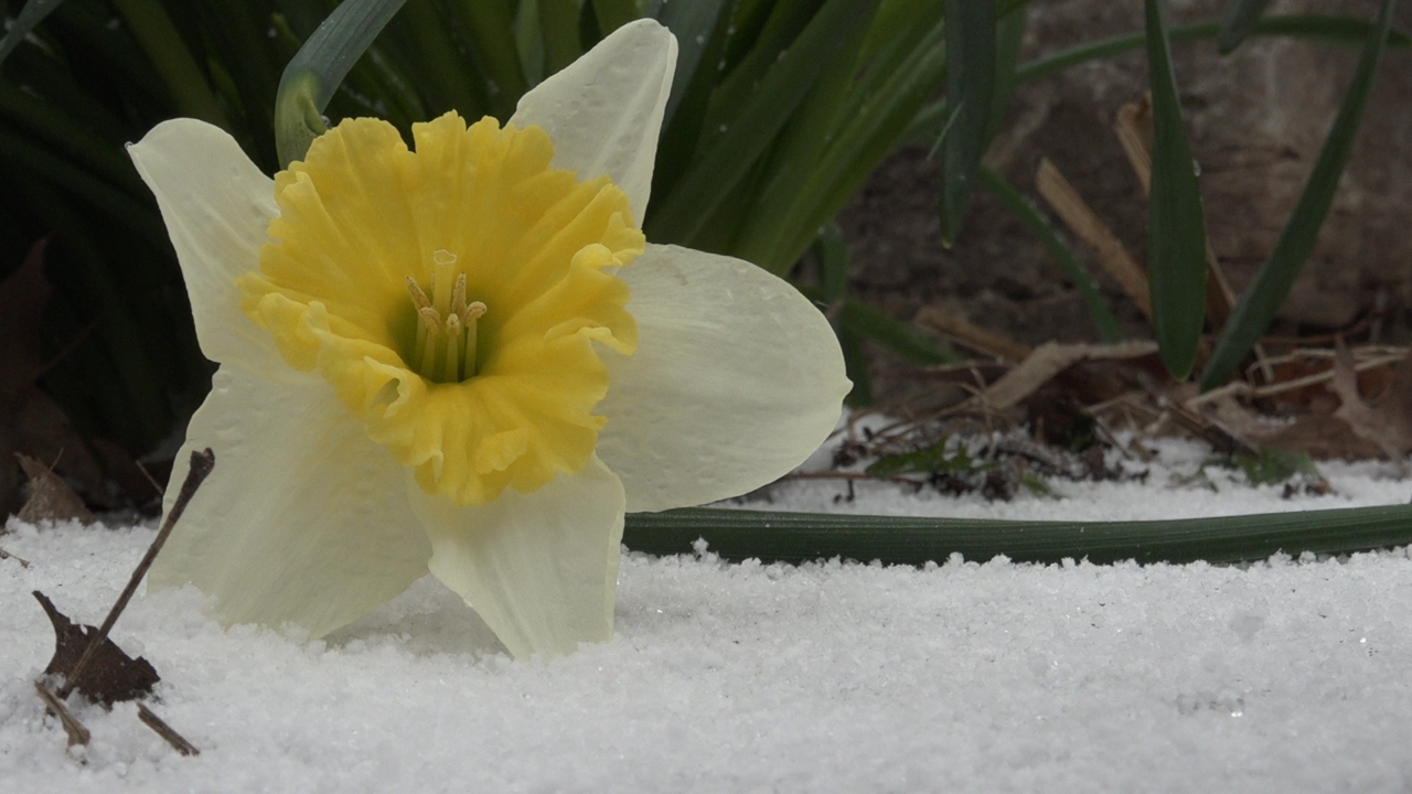 Killer freeze: Tips to protect your plants from freezing spring temperatures