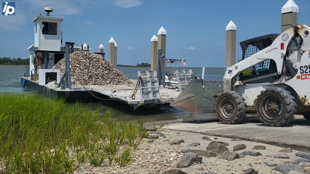 How oyster shells are planted to give oyster larva a place to grow