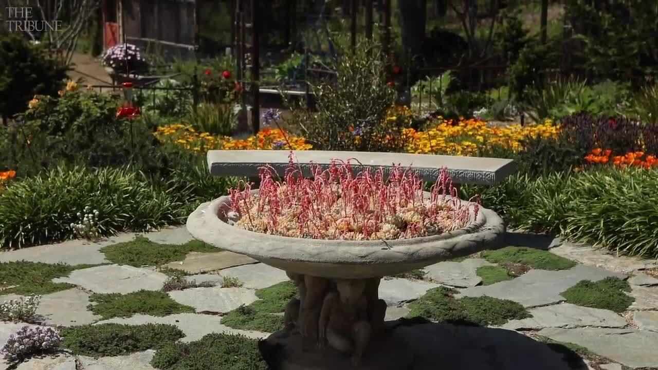 This Cambria garden is full of cheery colors