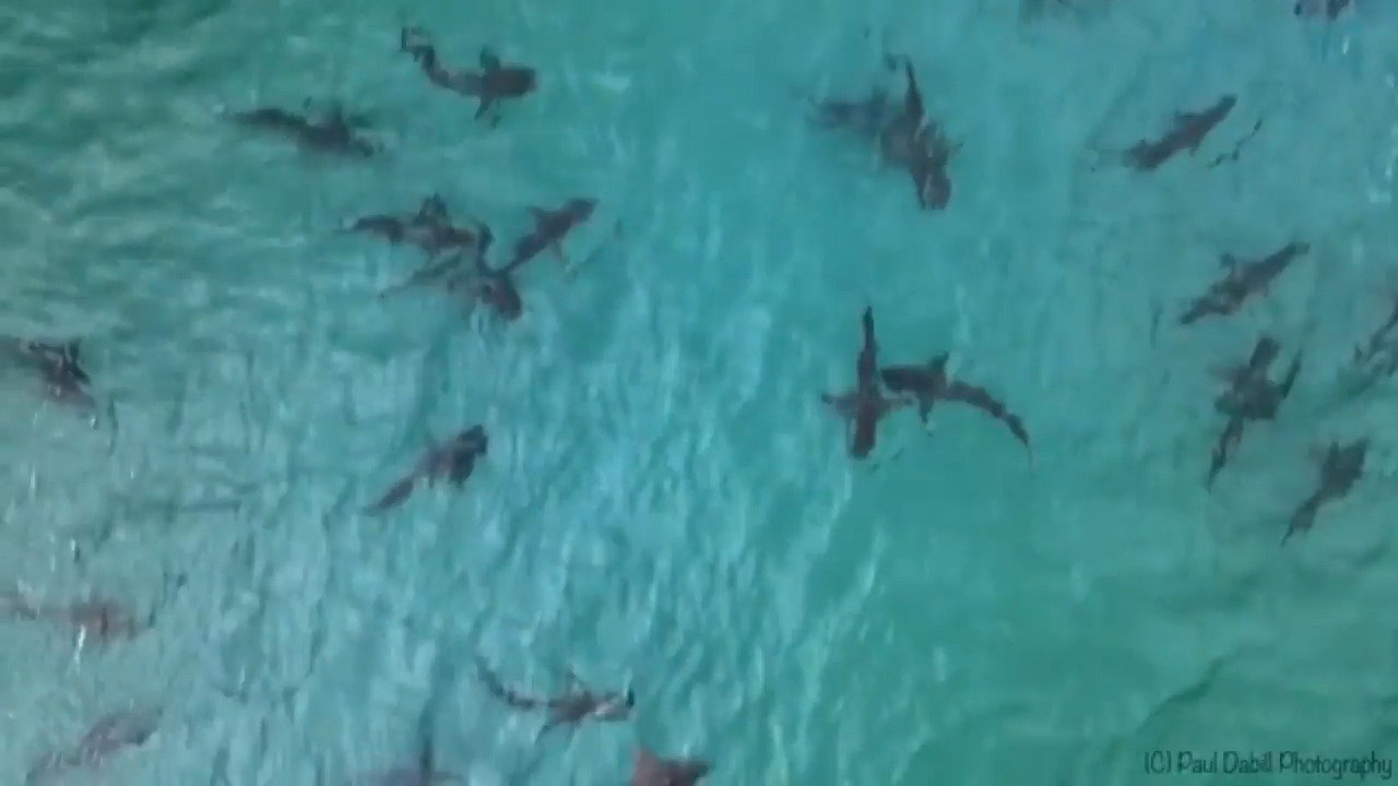Hospitalizado un bañista por el ataque de un tiburón en Key Biscayne
