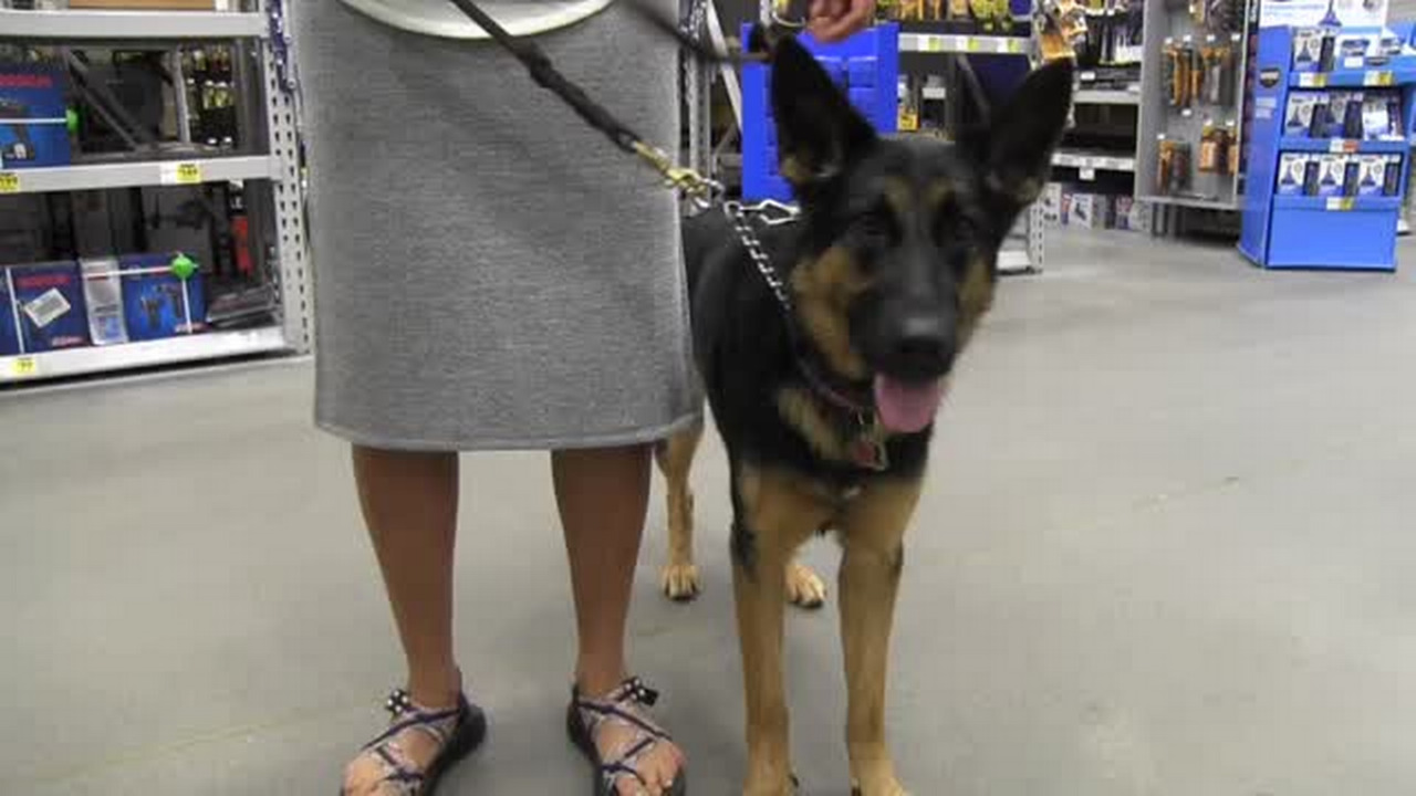 Lowe’s among businesses that welcome dogs