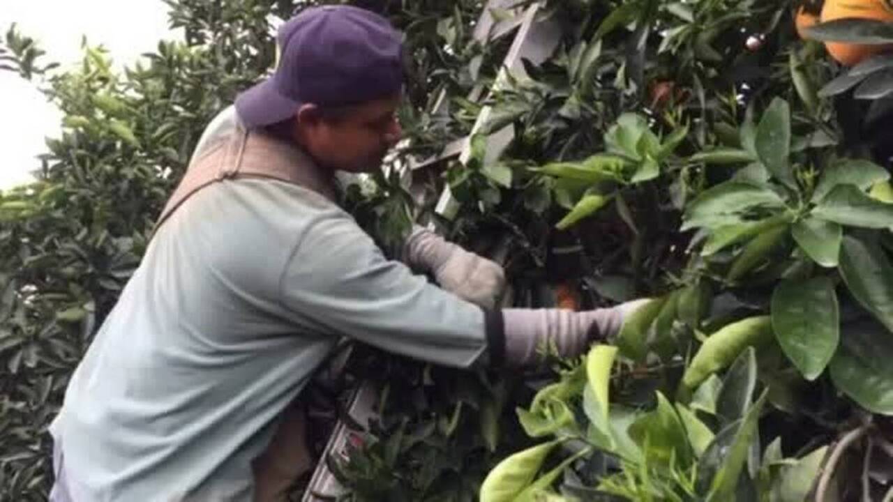 Trump and Democrats are far apart on immigration. Can they work together for California farms?