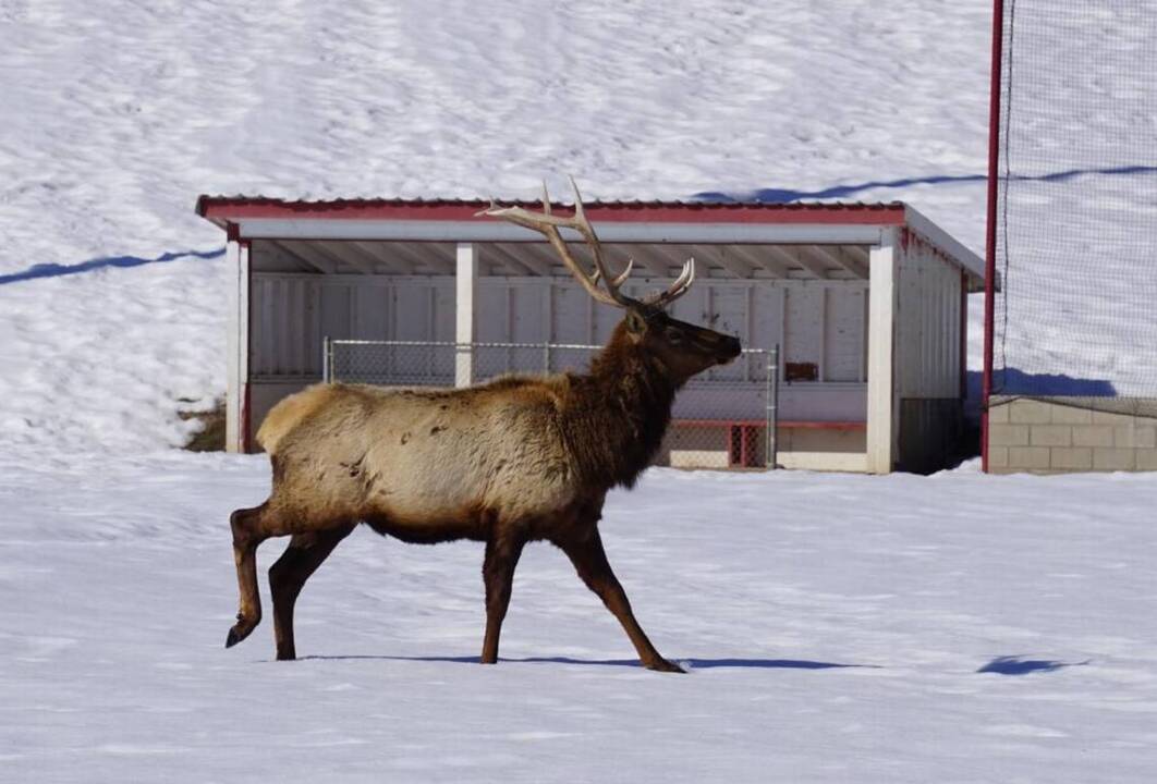 Legislature introduces bill that could raise $5 million for Idaho Fish and Game