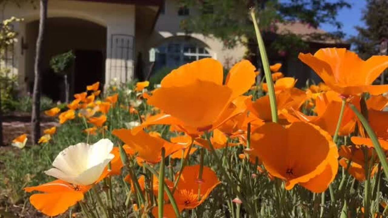 Stroll through the Talkovic garden in Paso Robles