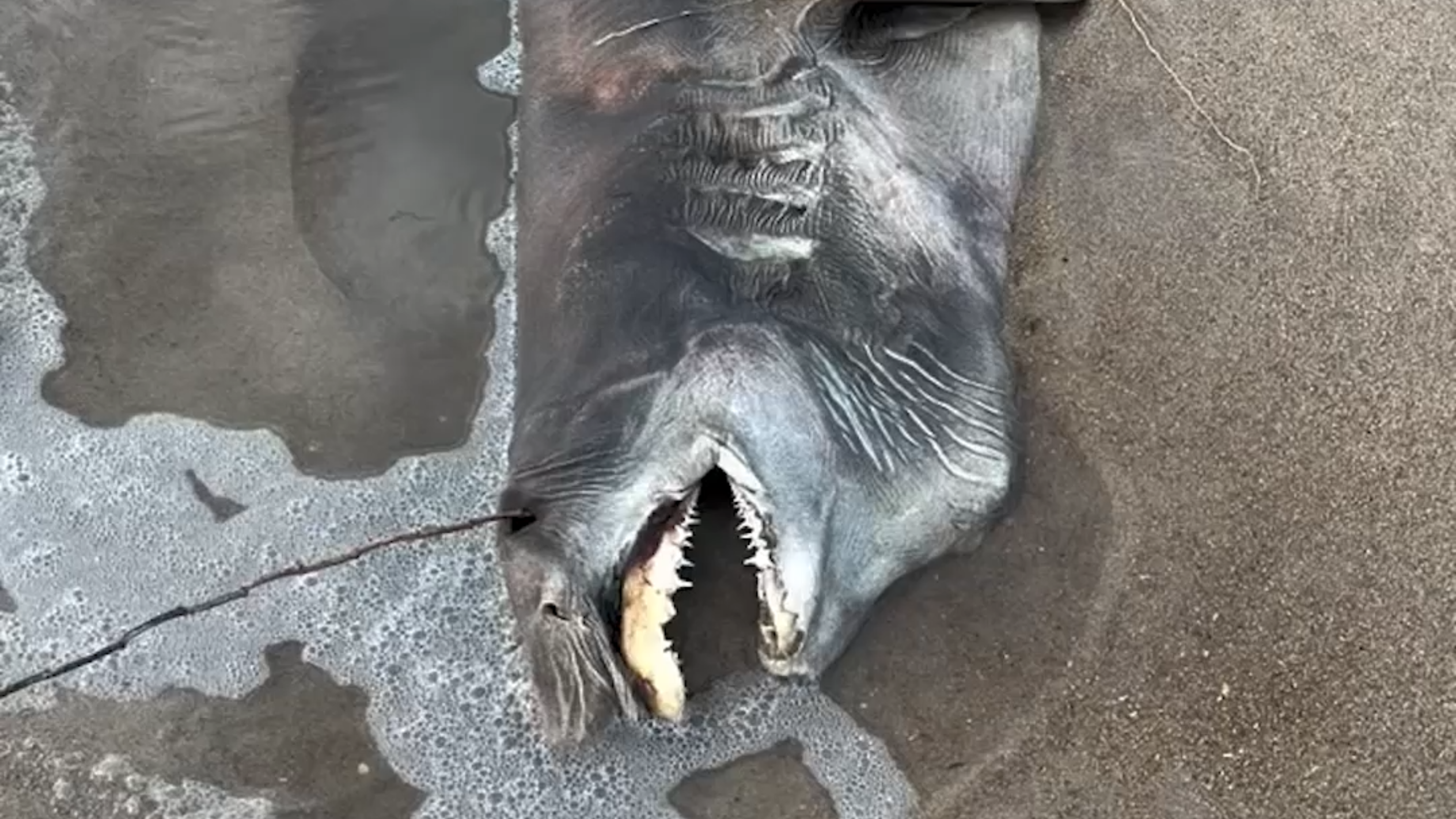 Creature with ‘needlelike’ teeth found on Outer Banks