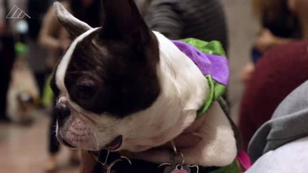 #Bipawtisan Senate Halloween Dog Costume Celebration