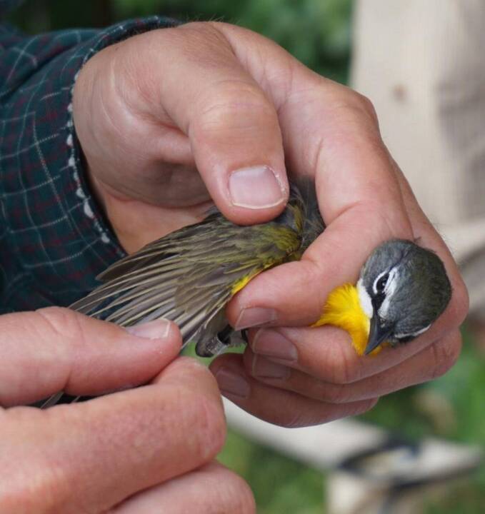 Want to hold a songbird in your hand? Here’s how to participate in research project