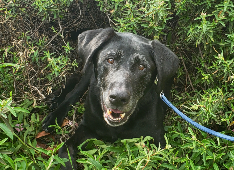 Pet Tales: Meet Walter, a lovable Labrador looking for a new home