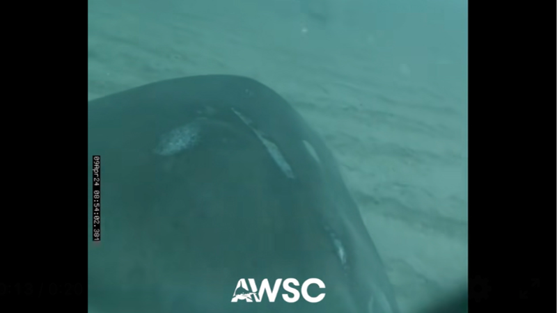 Video on dorsal fin shows great white shark swimming off coast of Hilton Head