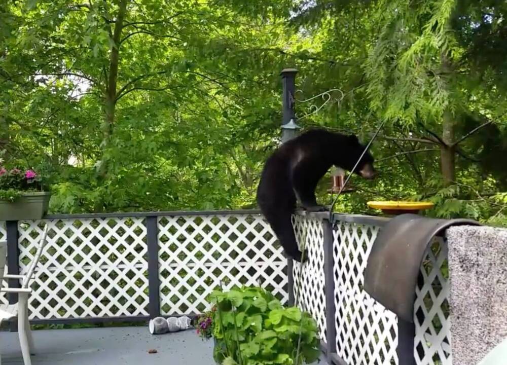 Hungry bear balances on deck railing while snacking on bird feed