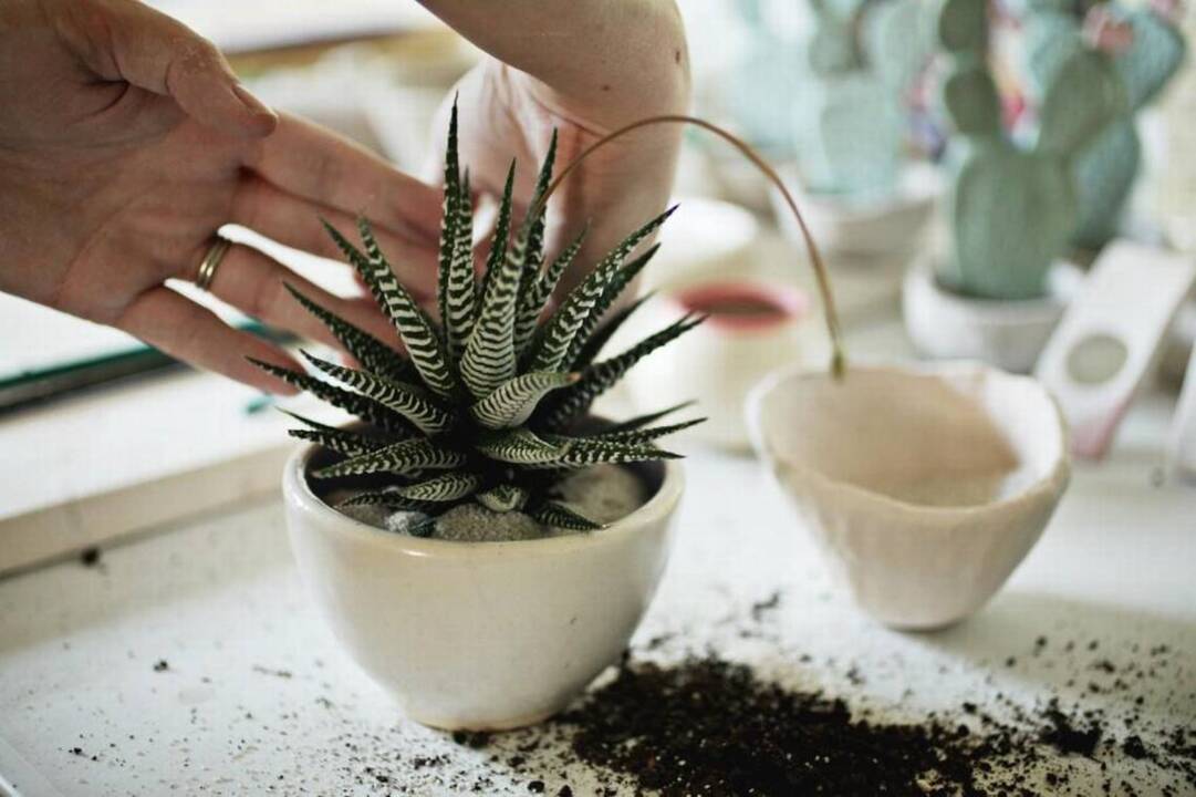Durham couple Seana and Yair Monley Rodriguez sell terrariums, cacti via their online store, Tierra Sol Studio