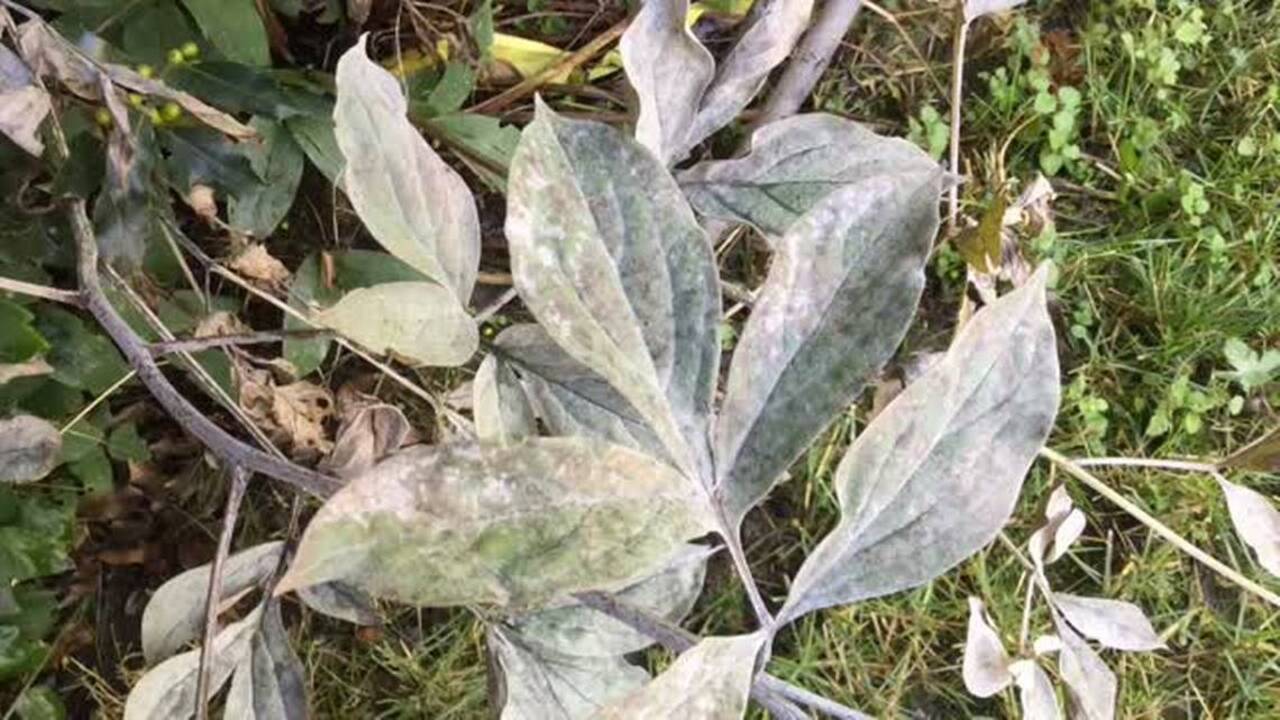 Dig In video series: No fun when this fungus shows up on garden plants