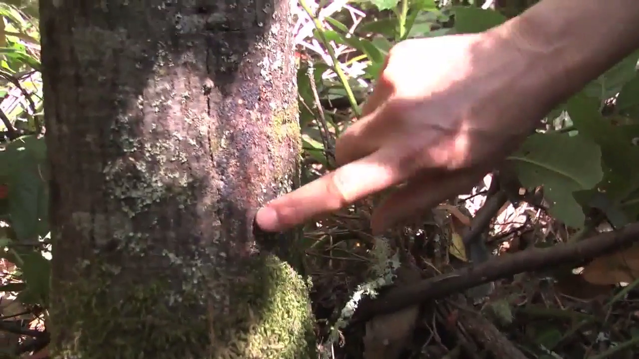 What is Sudden Oak Death?