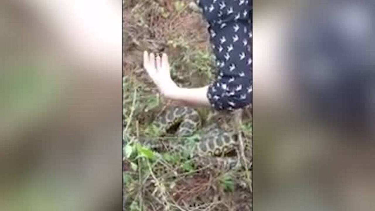 'Crazy' Florida policewoman barehands an anaconda, places it into custody