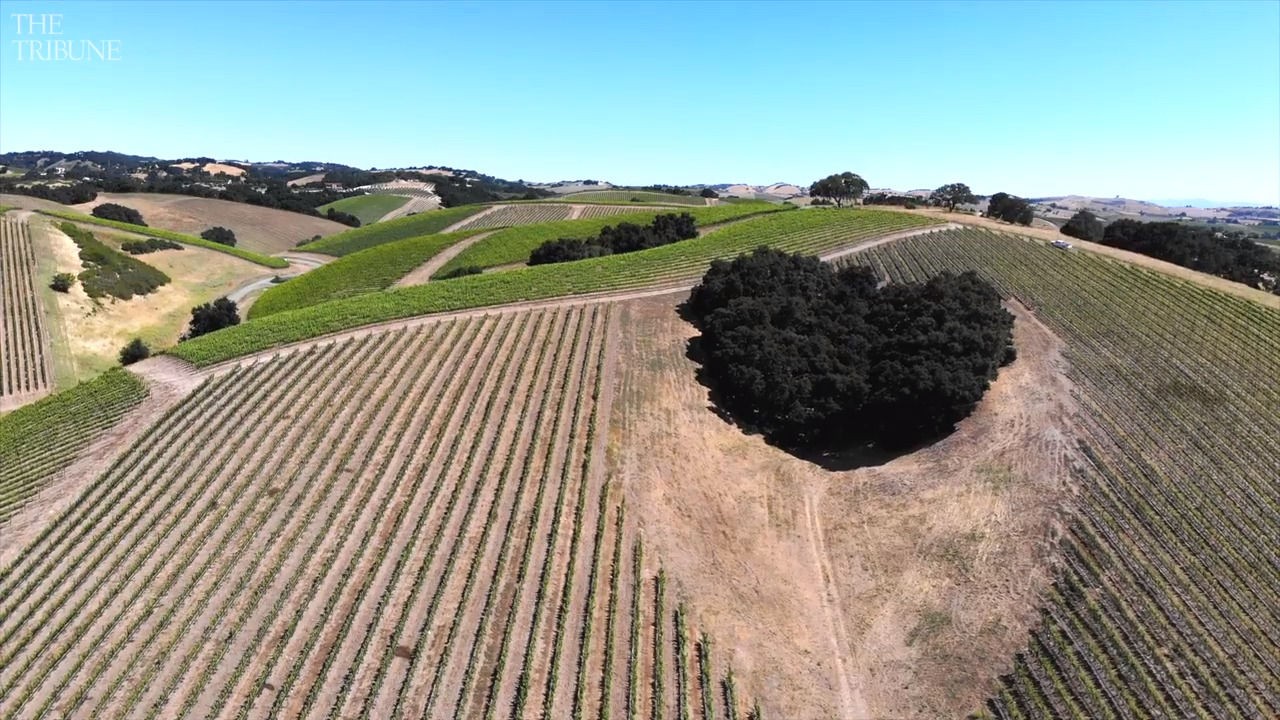 Fly over Heart Hill and Niner Wine Estates in Paso Robles