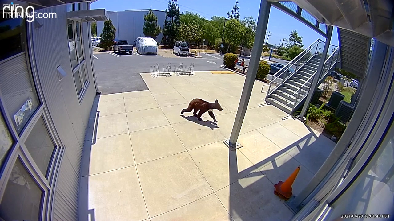 Watch video of bear banging on doors at Cal Poly Technology Park