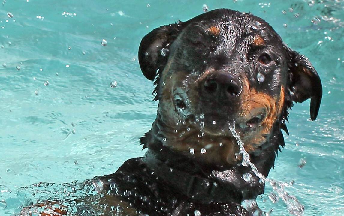 Know the signs of heat stress and exhaustion in pets