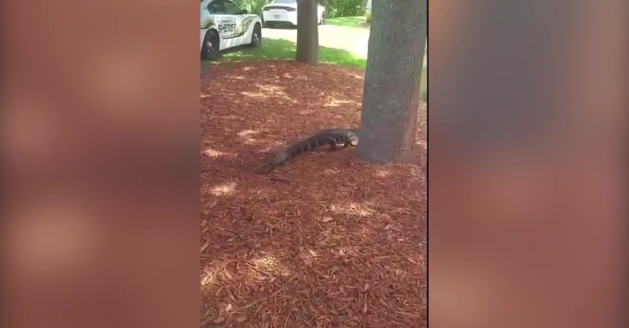 After he visits a drugstore and a gas station, this gator gets a ride home from cops